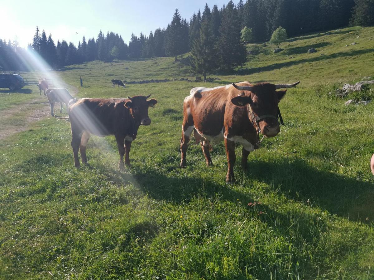 Zgornje Gorje Chalet Stara Jelka Pokljuka מראה חיצוני תמונה