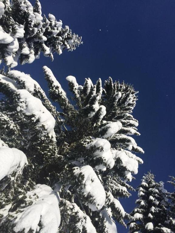 Zgornje Gorje Chalet Stara Jelka Pokljuka מראה חיצוני תמונה